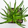 Crassula nudicaulis 'Devil's Horns'