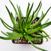 Crassula nudicaulis 'Devil's Horns'