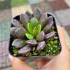 Anacampseros telephiastrum Burgundy