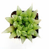 Haworthia cymbiformis 'Cathedral Window Haworthia'