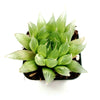 Haworthia cymbiformis 'Cathedral Window Haworthia'