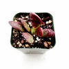 Crassula clavata