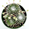 Sempervivum 'Hurricane'