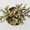 Rhipsalis baccifera subsp. horrida Mouse Tail Cactus