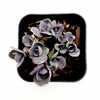 SunSparkler® Sedum 'Blue Pearl'