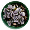 SunSparkler® Sedum 'Blue Pearl'