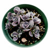 SunSparkler® Sedum 'Blue Pearl'