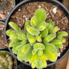 Cotyledon tomentosa Variegated Bear's Paw