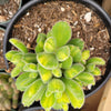 Cotyledon tomentosa Variegated Bear's Paw