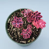SunSparkler® Sedum 'Dream Dazzler'