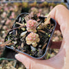 Sedum versadense Korean Succulent