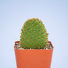 Opuntia microdasys subsp. rufida "Cinnamon Bunny Ears"