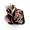 Kalanchoe fedtschenkoi 'Majestic Scallops'