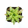 Haworthia retusa f. geraldii 'Star Cactus'