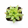 Haworthia retusa f. geraldii 'Star Cactus'