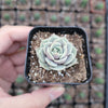 Echeveria 'Lola'
