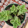 Plectranthus neochilus - Lobster Flower