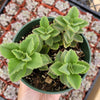 Plectranthus neochilus - Lobster Flower