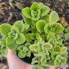 Plectranthus tomentosa - Vicks Plant