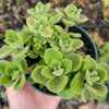 Plectranthus tomentosa - Vicks Plant