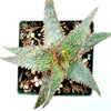 Aloe 'Pink Blush'