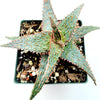 Aloe 'Pink Blush'