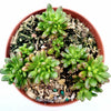 Aeonium sedifolium - Dwarf Aeonium