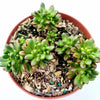 Aeonium sedifolium - Dwarf Aeonium