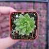 Sedum winkleri