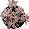 Graptoveria 'Fred Ives'