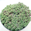 Sedum dasyphyllum 'Corsican Stonecrop'