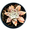 Graptopetalum paraguayense - Blue Haze