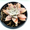Graptopetalum paraguayense - Blue Haze