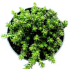Sedum sexangulare - Tasteless Stonecrop
