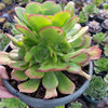 Aeonium 'Blushing Beauty'