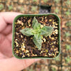 Crassula exilis ssp. cooperi 'Tiger Jade'