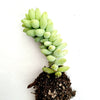 Sedum 'Burrito' Donkey Tail