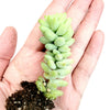 Sedum 'Burrito' Donkey Tail