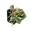 Kalanchoe fedtschenkoi 'Majestic Scallops'