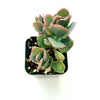 Kalanchoe fedtschenkoi 'Majestic Scallops'