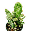 Opuntia monacantha variegata - Variegated Joseph's Coat