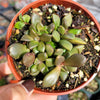 Anacampseros telephiastrum Burgundy