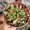 Anacampseros telephiastrum Burgundy