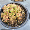 Euphorbia monstrose