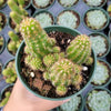 Chamaelobivia 'Rose Quartz' Peanut Cactus