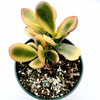 Crassula ovata 'Hummel's Sunset' Golden Jade Variegated