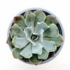 Echeveria 'Blue Frills'