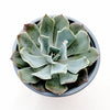 Echeveria 'Blue Frills'