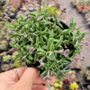 String of Dolphins Senecio peregrinus