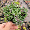 String of Dolphins Senecio peregrinus